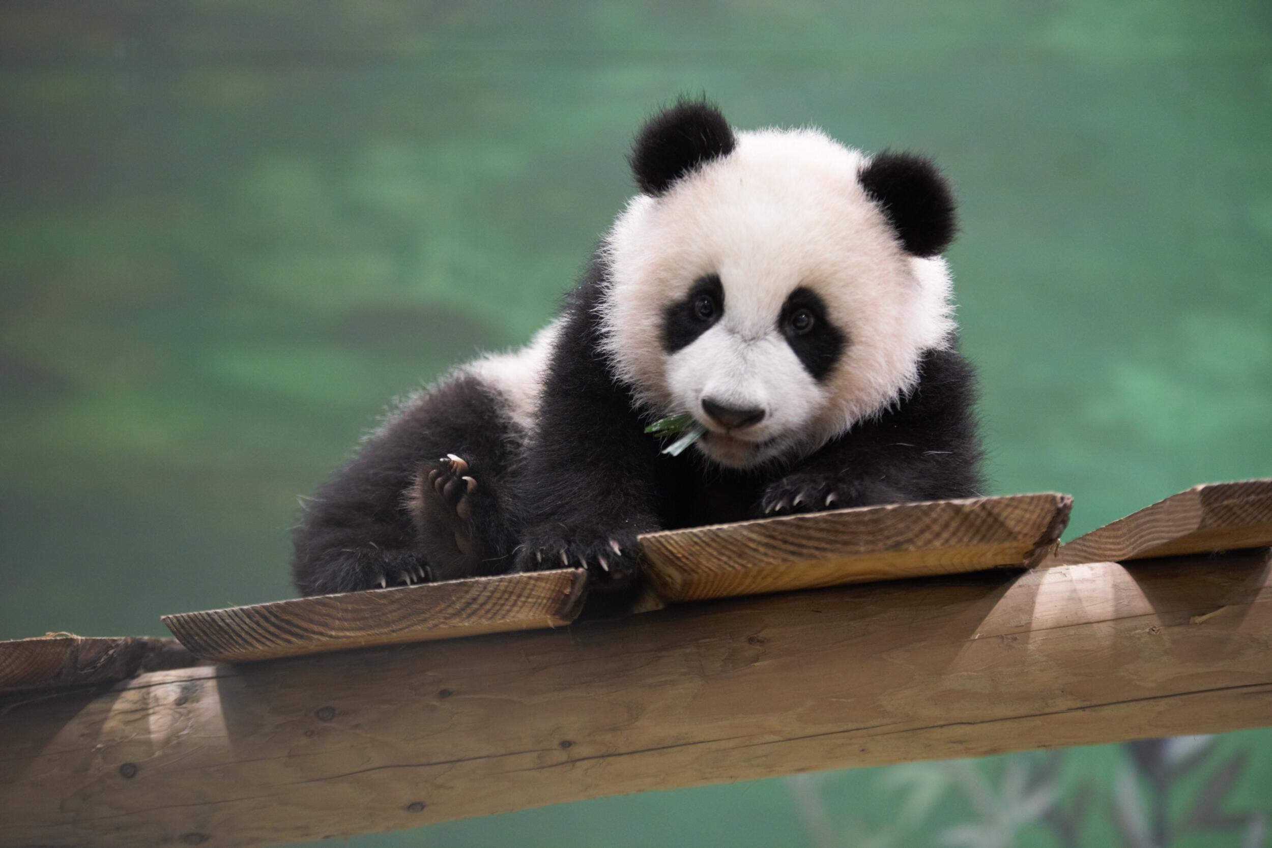 Baby panda Fan Xing